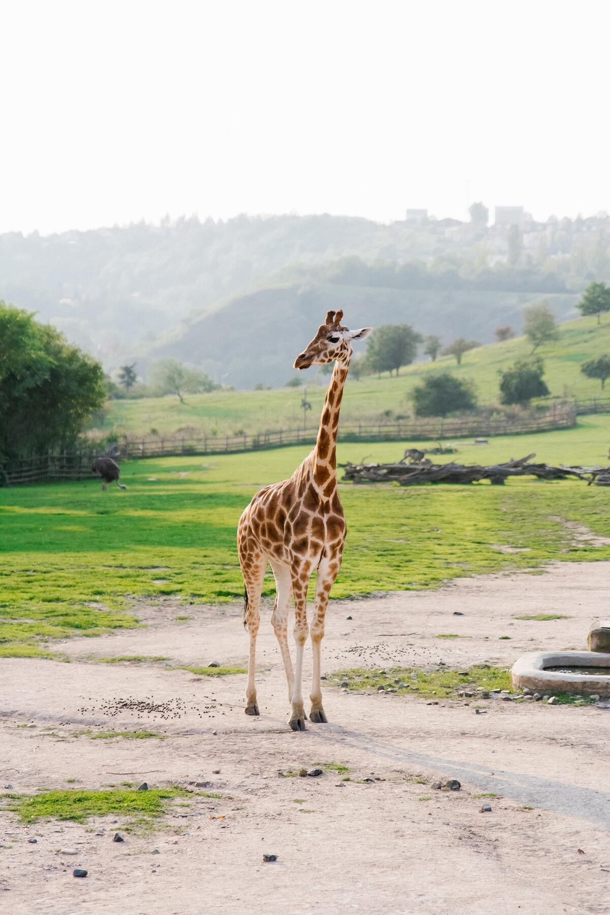 Animal and wildlife enclosure fencing